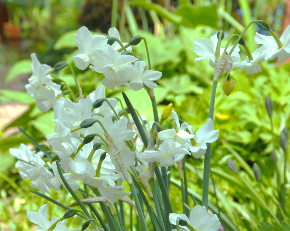 Narcissus 'Petrel'
