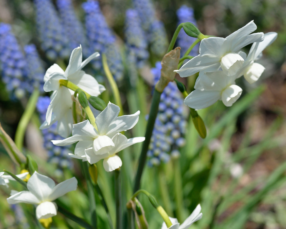 Narcissus 'Petrel'