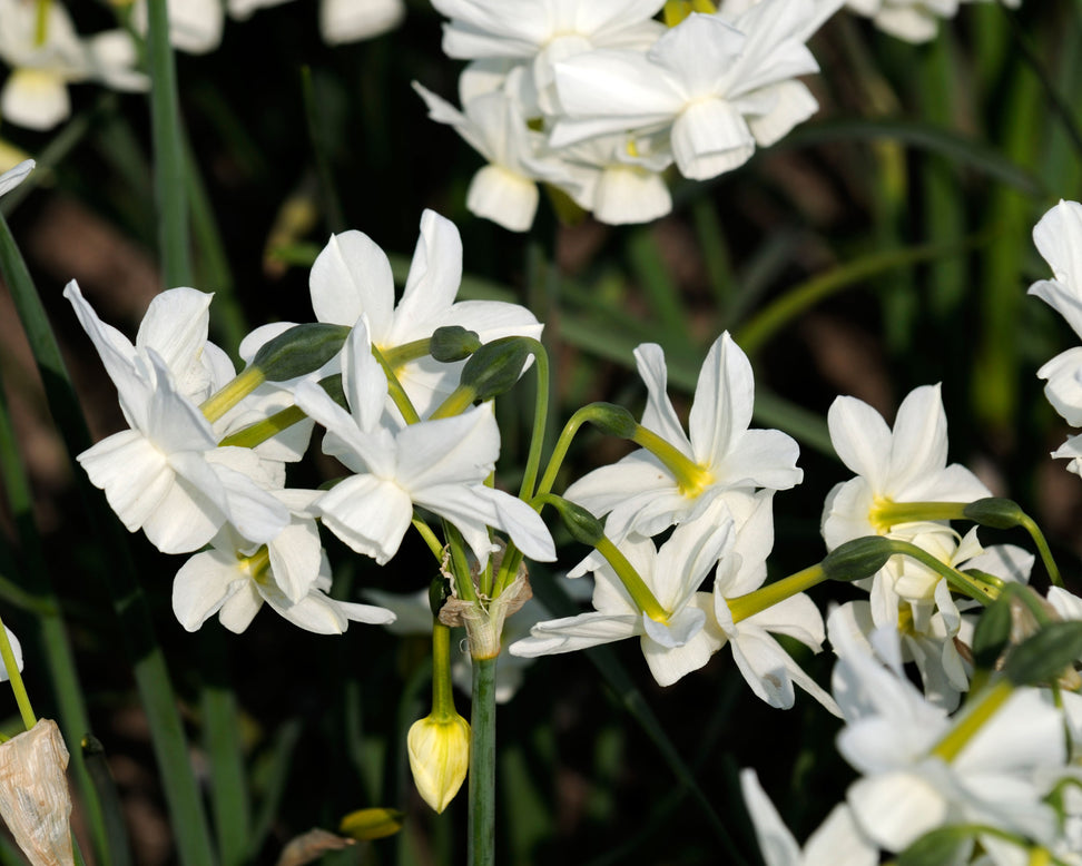 Narcissus 'Petrel'
