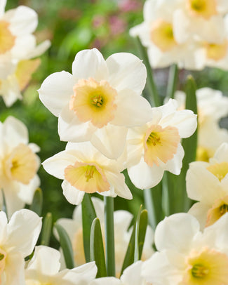 Narcissus 'Pink Pacific'