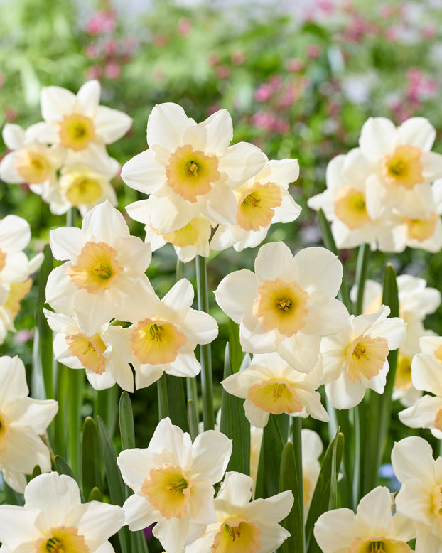 Narcissus 'Pink Pacific'
