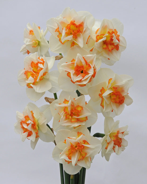 Narcissus 'Pink Performance'