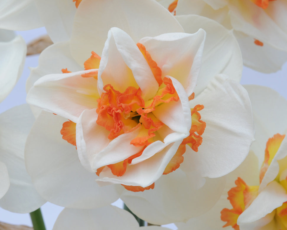 Narcissus 'Pink Performance'