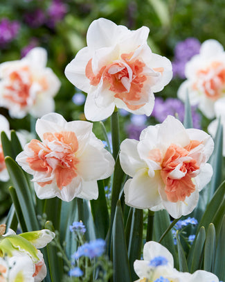 Narcissus 'Pink Performance'