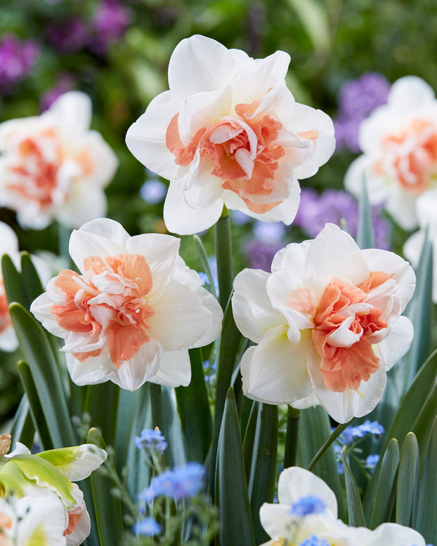 Narcissus 'Pink Performance'