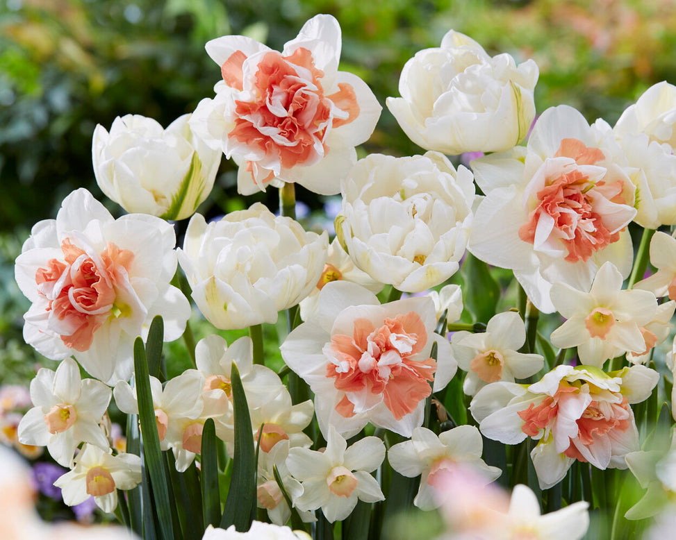 Narcissus 'Pink Performance'