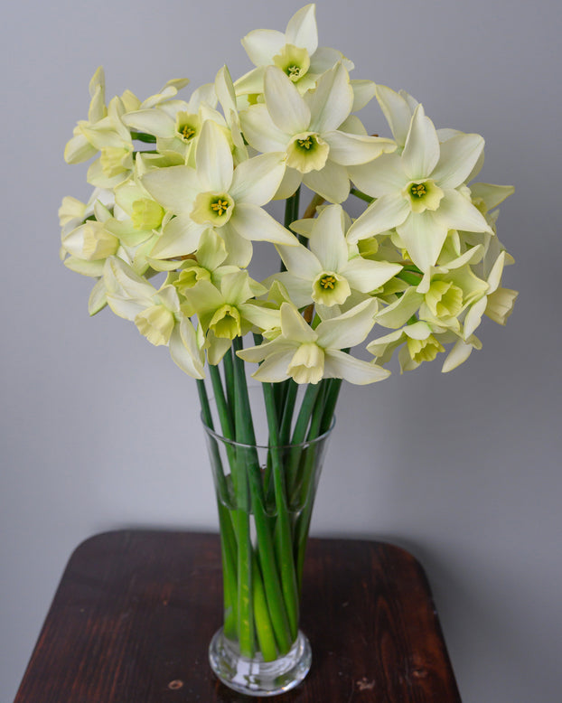 Narcissus 'Polar Hunter'