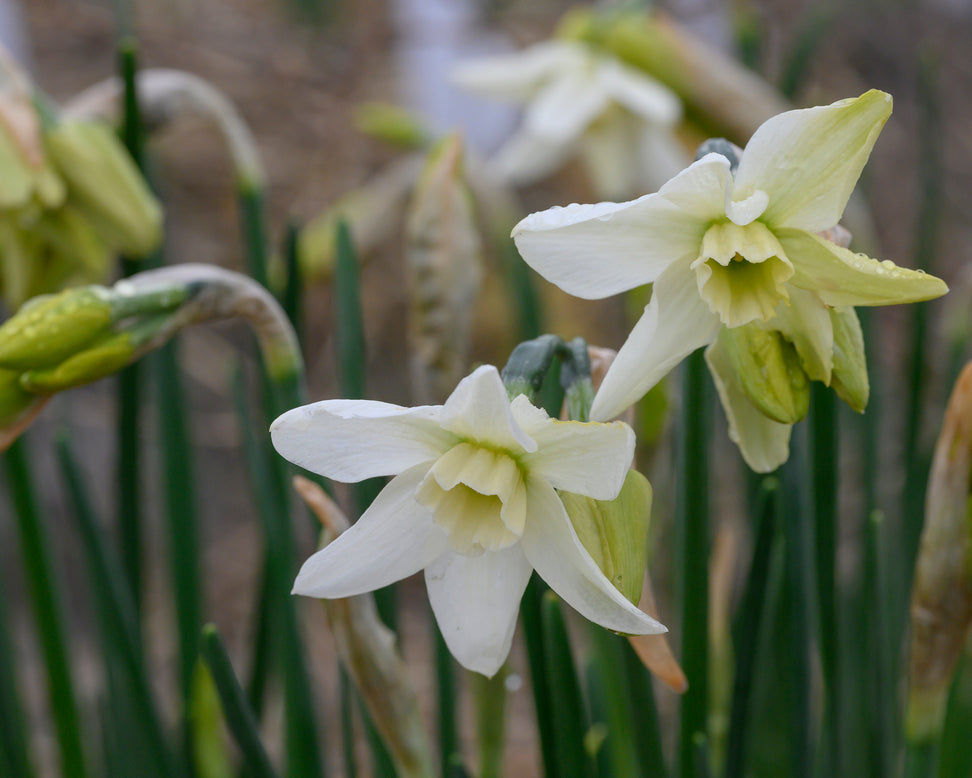 Narcissus 'Polar Hunter'
