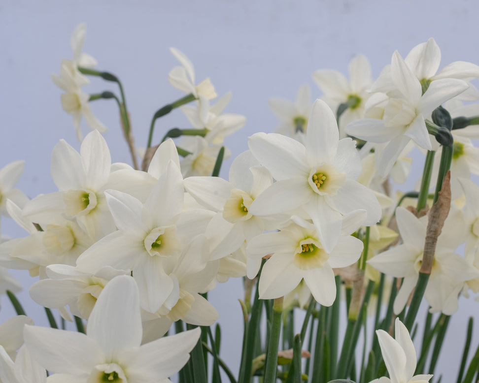 Narcissus 'Polar Hunter'