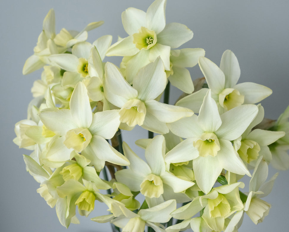 Narcissus 'Polar Hunter'