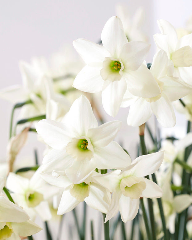 Narcissus 'Polar Hunter'