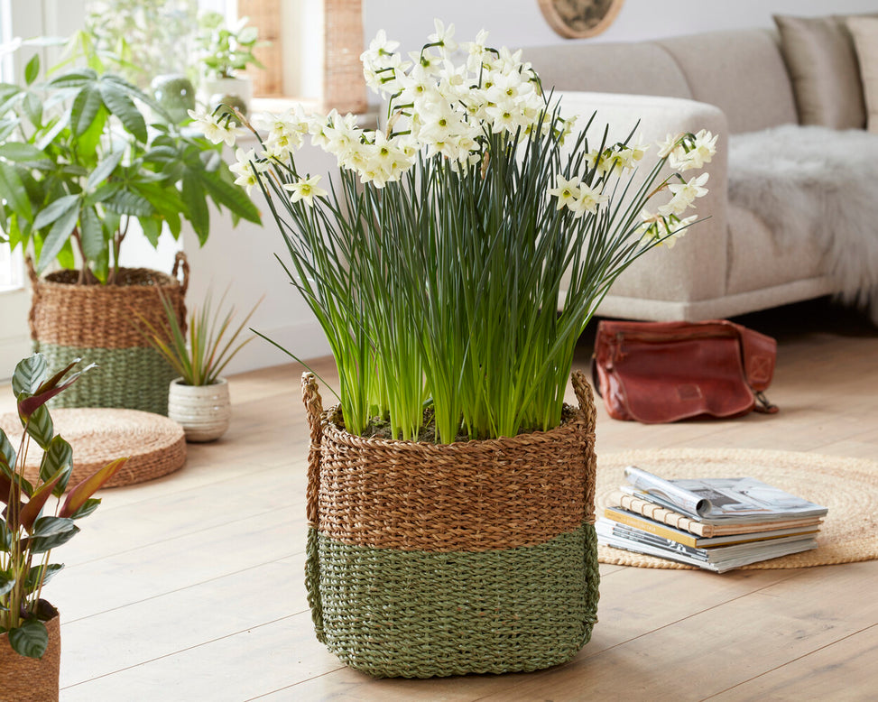 Narcissus 'Polar Hunter'