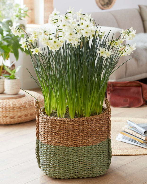 Narcissus 'Polar Hunter'