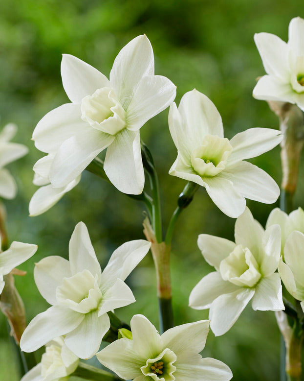 Narcissus 'Polar Hunter'