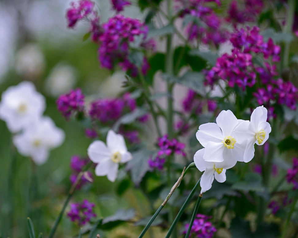 Narcissus 'Polar Ice'