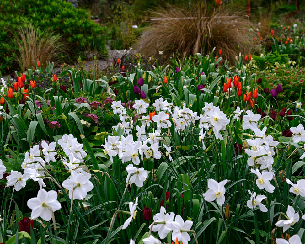 Narcissus 'Polar Ice'