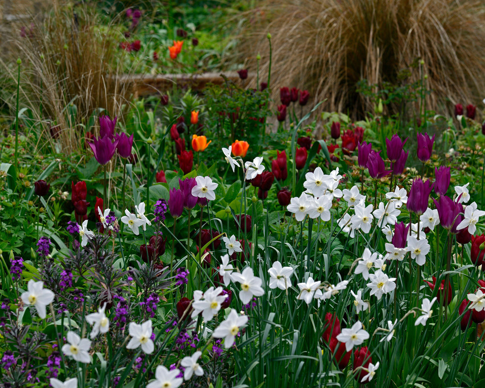 Narcissus 'Polar Ice'