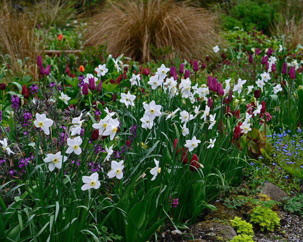 Narcissus 'Polar Ice'