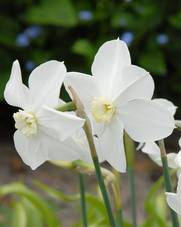 Narcissus 'Polar Ice'