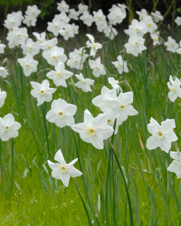Narcissus 'Polar Ice'