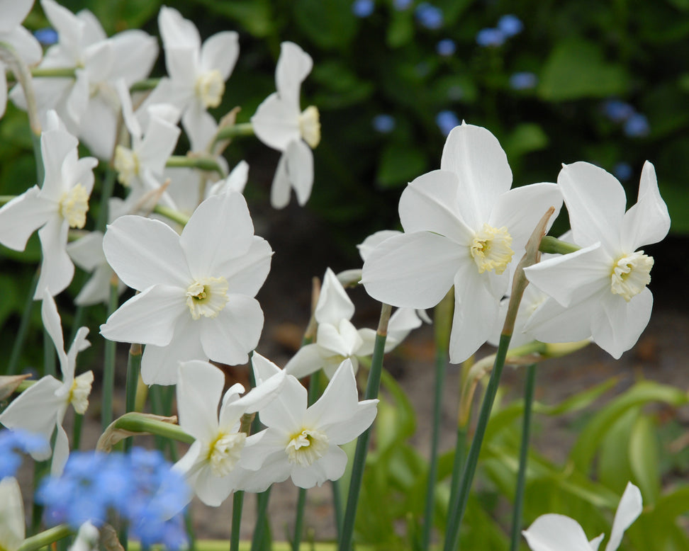 Narcissus 'Polar Ice'
