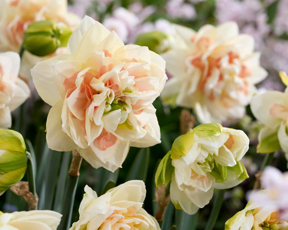 Narcissus 'Pom Pom Rose'