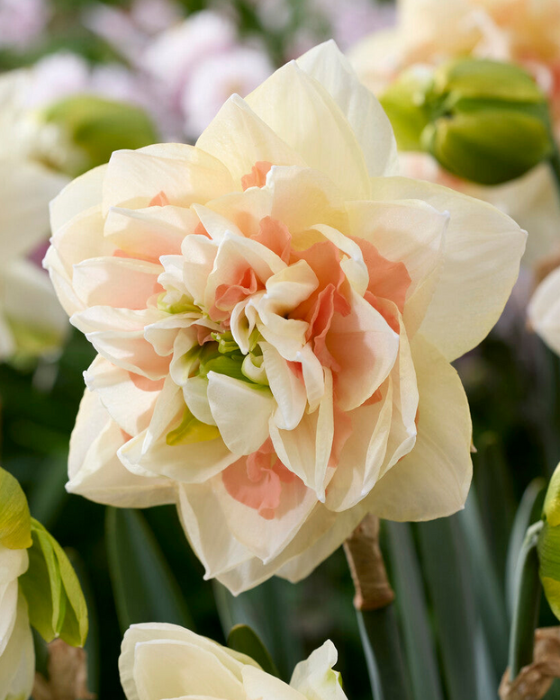 Narcissus 'Pom Pom Rose'