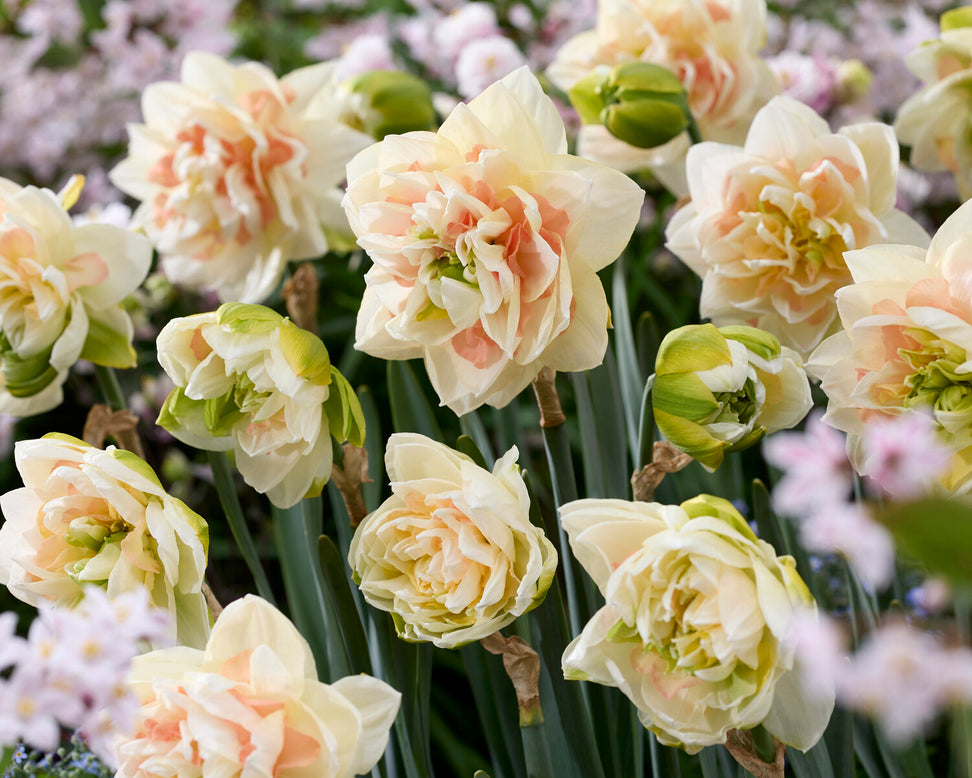 Narcissus 'Pom Pom Rose'