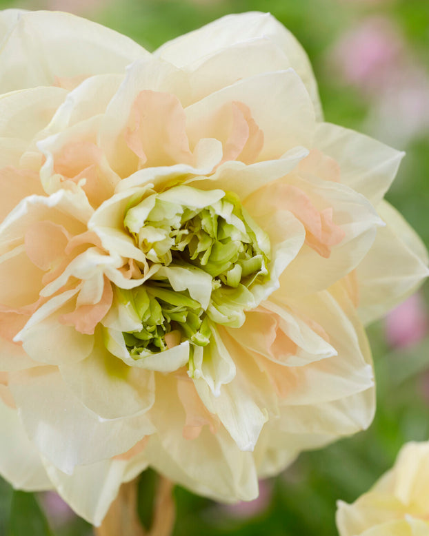 Narcissus 'Pom Pom Rose'