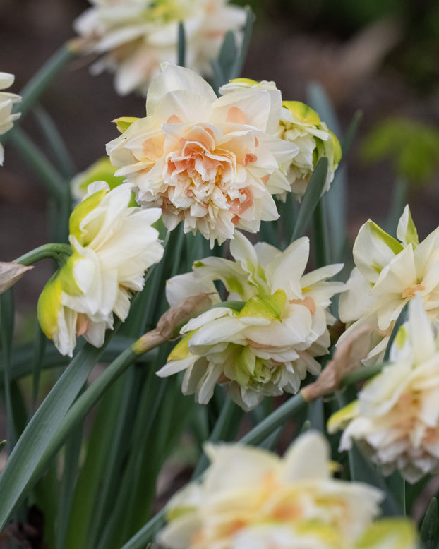 Narcissus 'Pom Pom Rose'