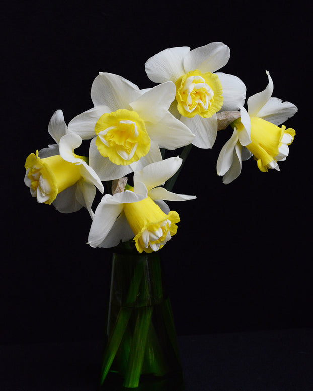 Narcissus 'Popeye'