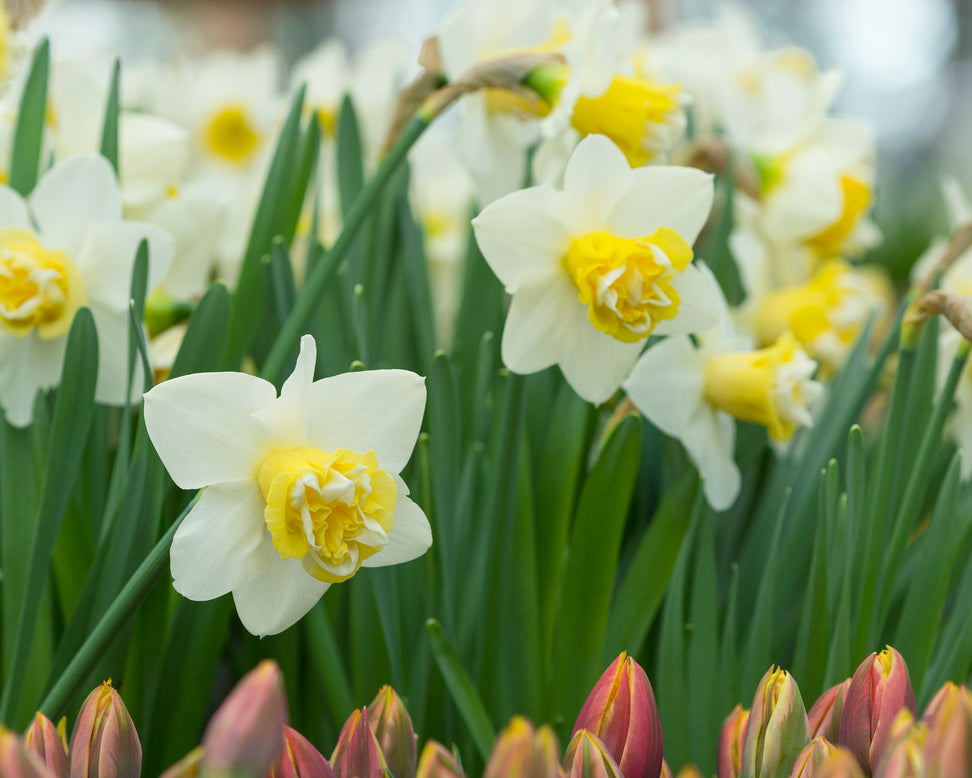 Narcissus 'Popeye'