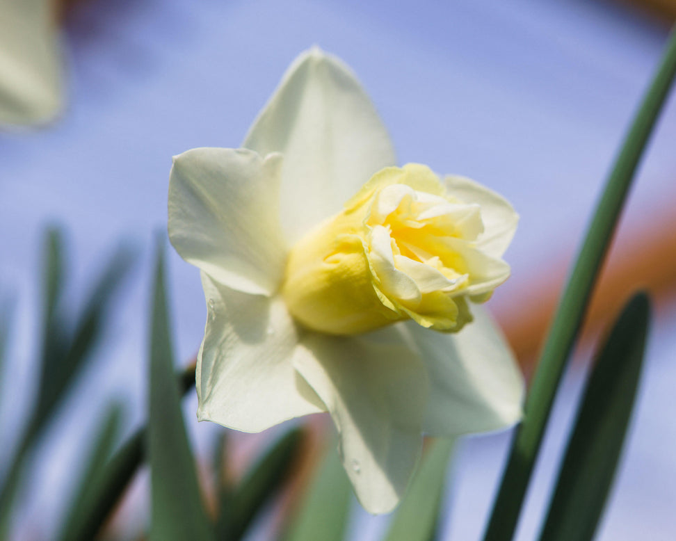 Narcissus 'Popeye'