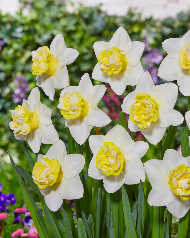 Narcissus 'Popeye'