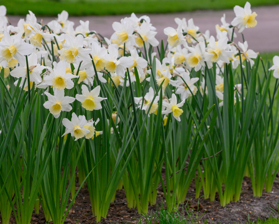 Narcissus 'Pre Party'