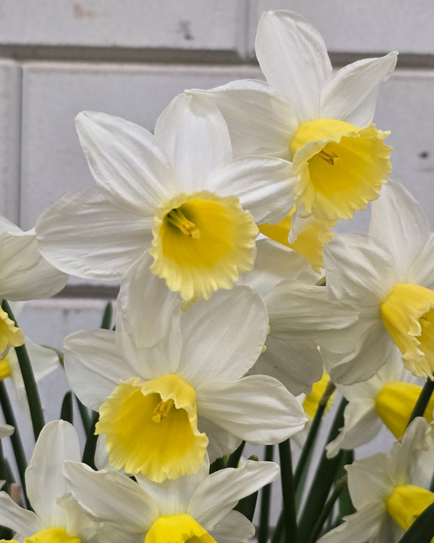 Narcissus 'Pre Party'