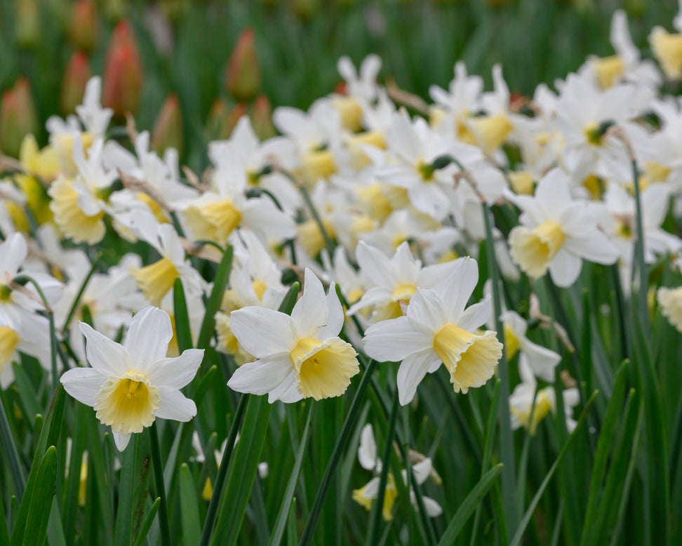 Narcissus 'Pre Party'