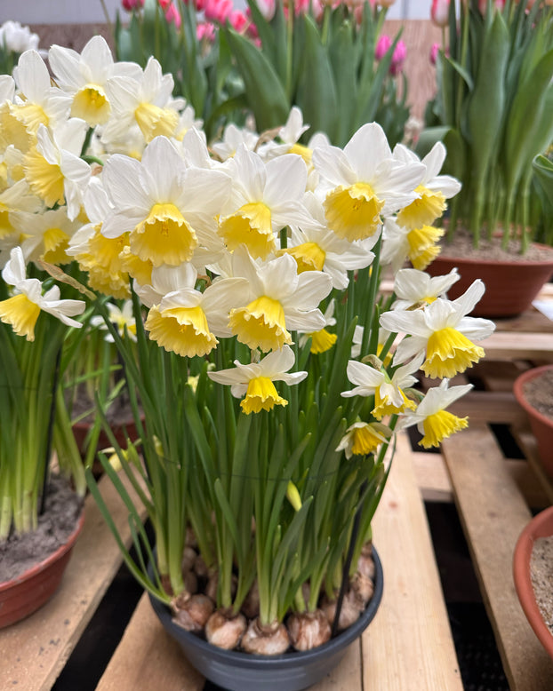 Narcissus 'Pre Party'