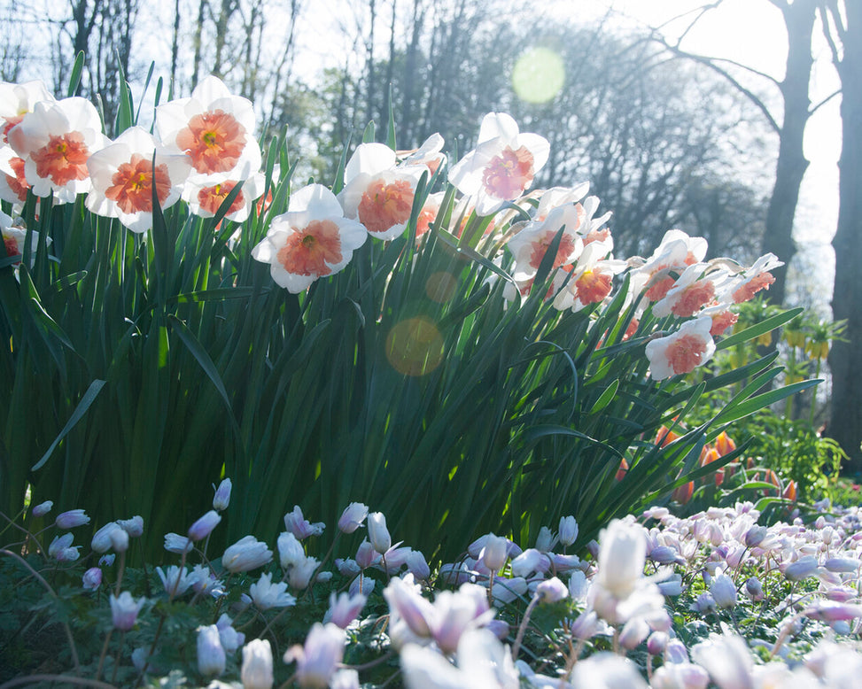 Narcissus 'Precocious'