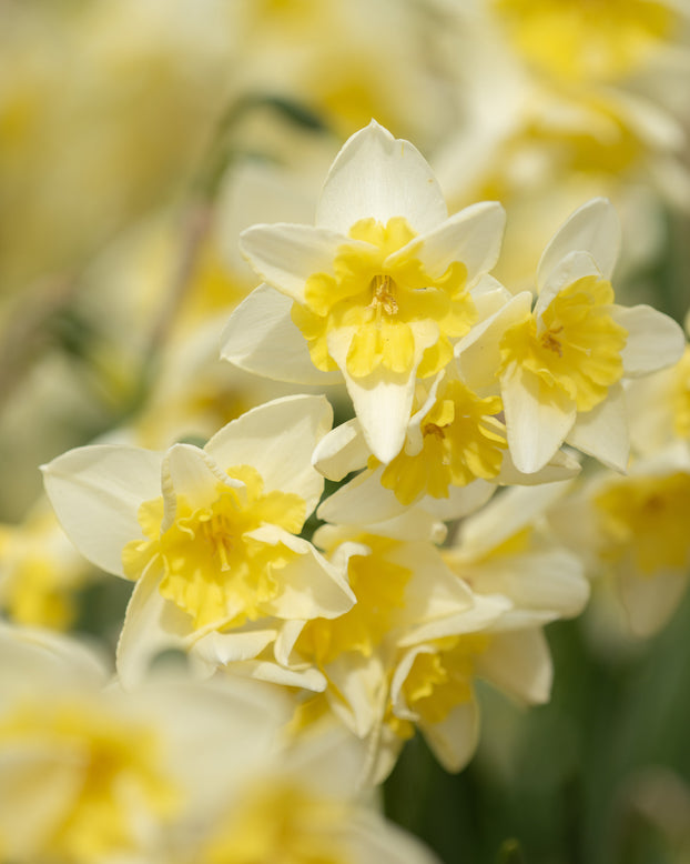 Narcissus 'Prom Dance'