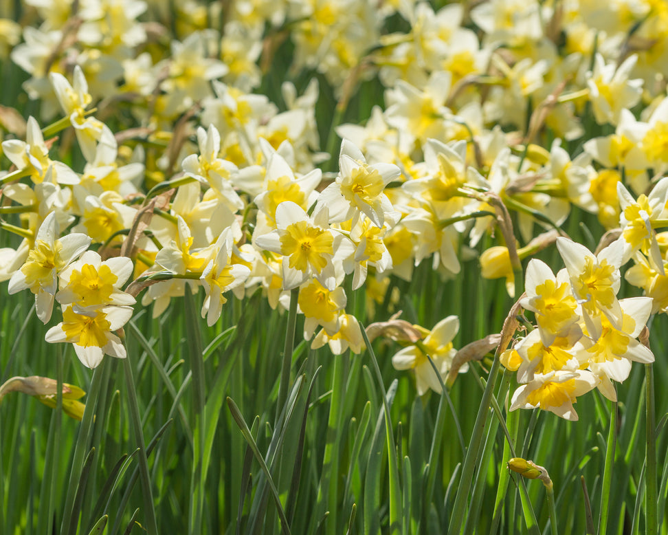 Narcissus 'Prom Dance'