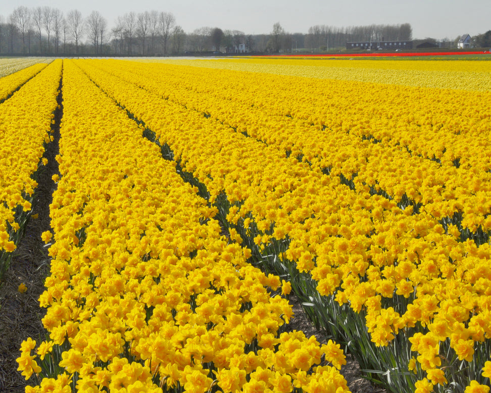 Narcissus 'Queen's Day'