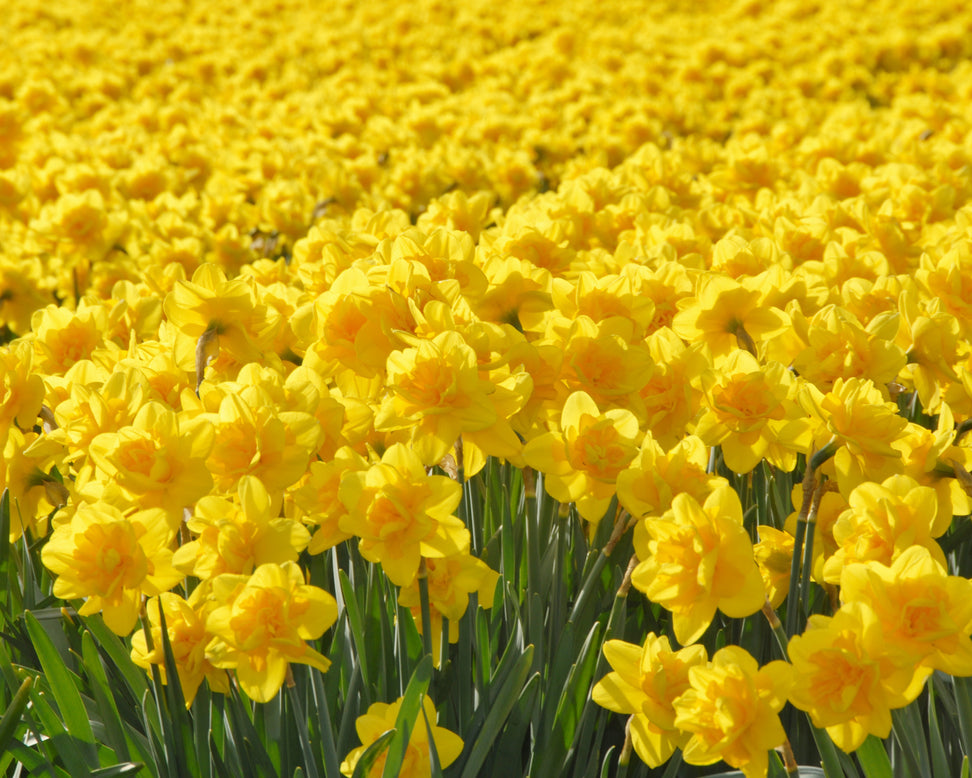 Narcissus 'Queen's Day'