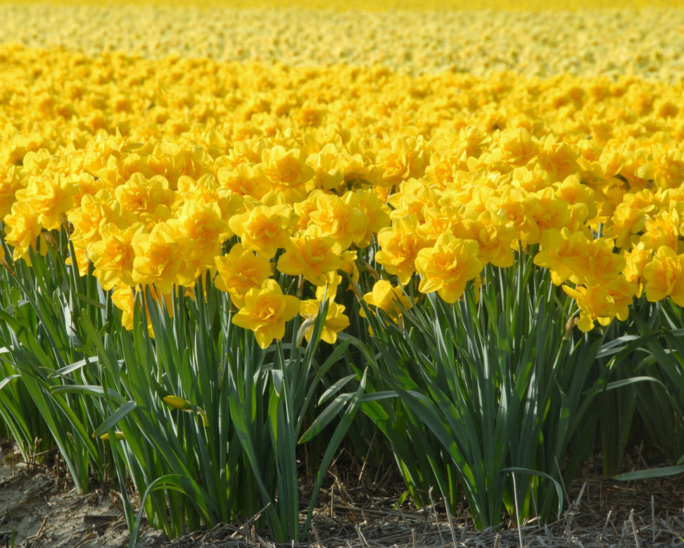 Narcissus 'Queen's Day'