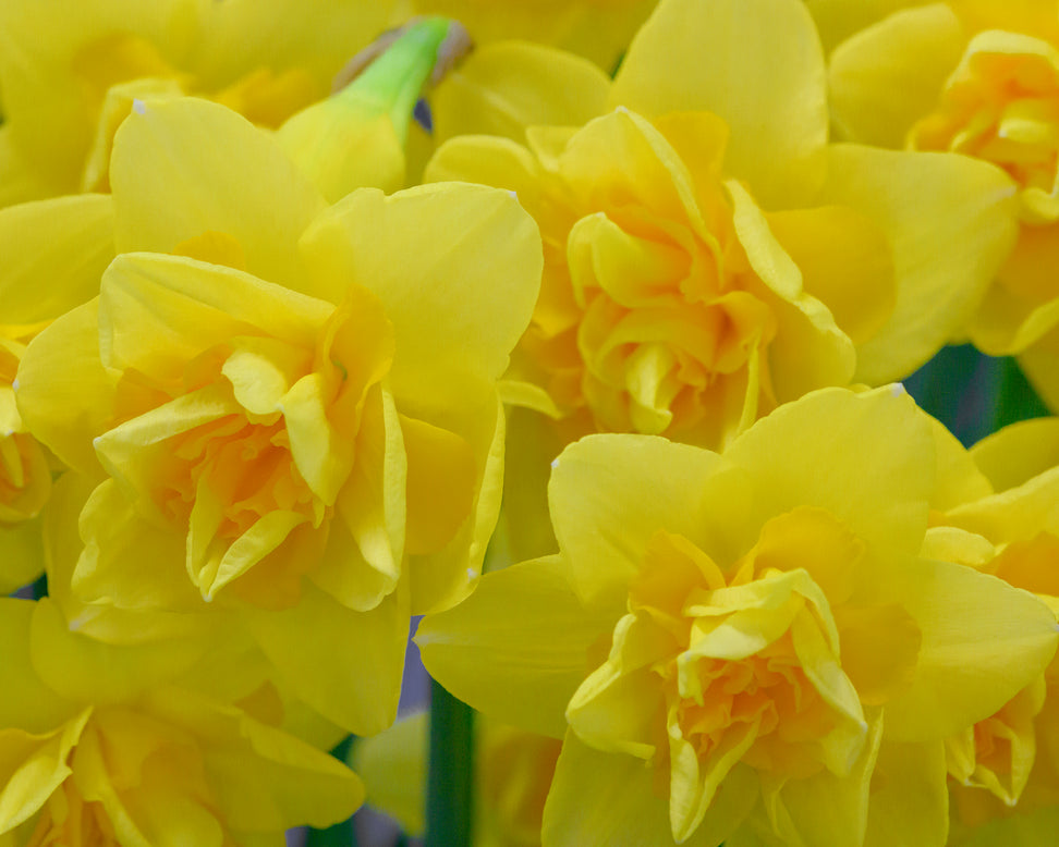 Narcissus 'Queen's Day'