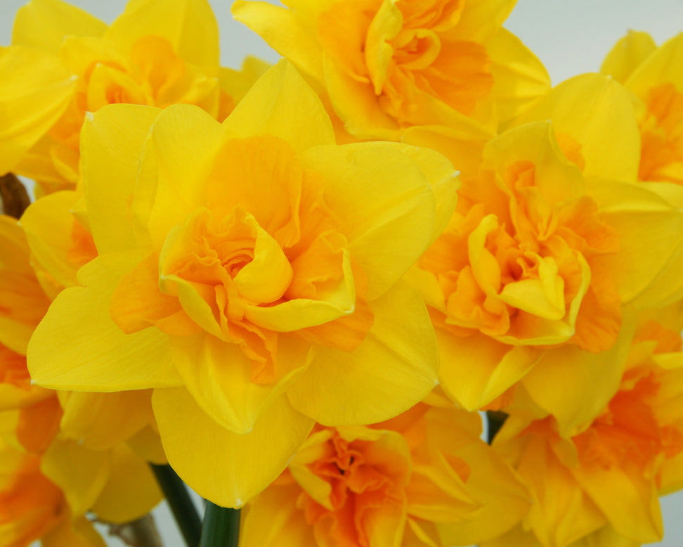 Narcissus 'Queen's Day'