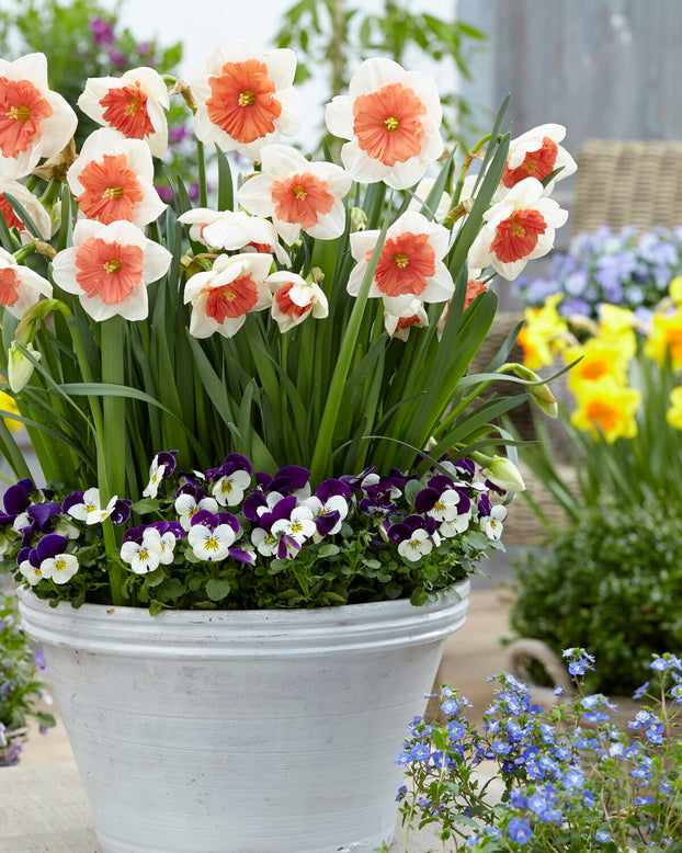 Narcissus 'Riot'