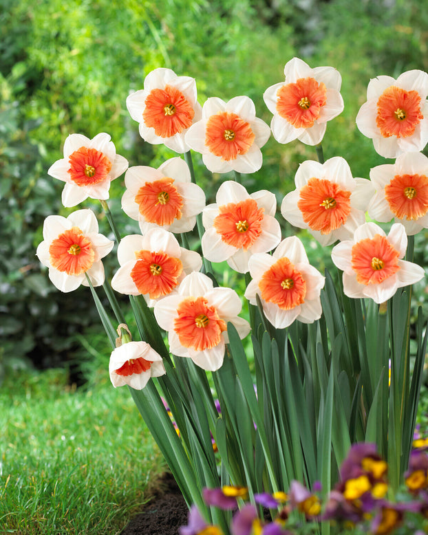 Narcissus 'Riot'