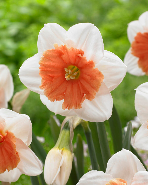 Narcissus 'Riot'