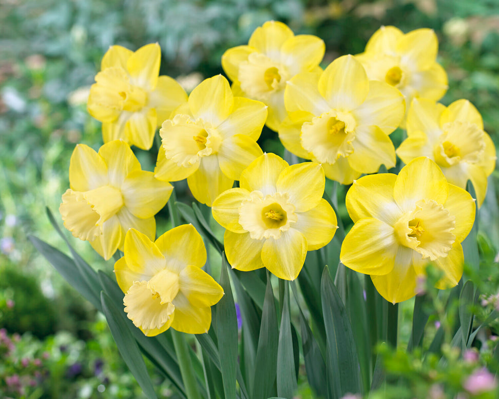 Narcissus 'Sabatini'